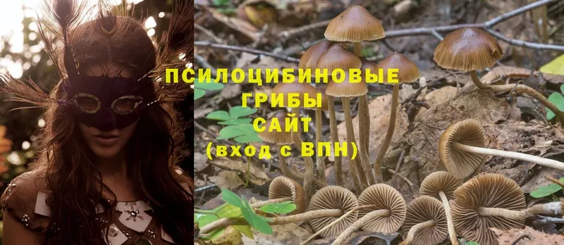 Псилоцибиновые грибы Psilocybine cubensis  ссылка на мегу сайт  Зеленокумск  закладки 